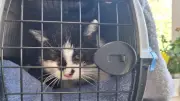 Nach elf Jahren: Vermisste Katze Perla kehrt gechippt und wohlbehalten nach Hause zurück