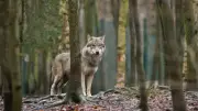 Nach Wolfsattacken: Experten diskutieren in Laase über Auswirkungen auf Landwirtschaft und Jagd