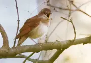 Nachtigallen kehren zurück: Wettsingen der Männchen erfüllt deutsche Parks und Gärten