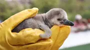 Nachwuchs bei Humboldt-Pinguinen im Bergzoo Halle: Drei Küken geschlüpft