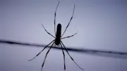 Natürliche Spinnenabwehr: Diese Pflanzen halten die Krabbler fern