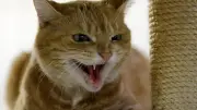 Nächtlicher Polizeieinsatz in Stralsund: Fauchende Katze versperrt jungen Frau den Weg