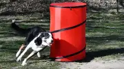 Neubrandenburgs Hundesportverein erlebt Renaissance: Hoopers und moderne Methoden begeistern