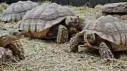 Neue Erlebnisführungen im Ascherslebener Zoo: Tiere entdecken
