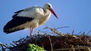 Neue Hoffnung für Störche in Schadeleben: Horst nach Sturm wieder besetzt