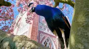 Neue Pfauen im Wörlitzer Park: Kulturstiftung gibt Verhaltenstipps für Besucher