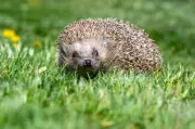Neue Wildtier-SOS-App: Schnelle Hilfe für verletzte Tiere per Smartphone