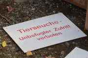 Neuer Ausbruch der Newcastle-Krankheit in Brandenburg: 126.000 Hähnchen betroffen