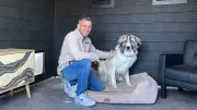 Neues Hundedorf im Harz: Mission Zweite Chance gibt traumatisierten Hunden ein neues Zuhause