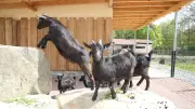 Neues Streichelgehege im Tiergarten Bernburg öffnet am 1. Mai