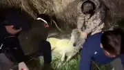 Neun Tage Suchaktion in Südkorea: Ausreißer-Wolf hält Behörden in Atem