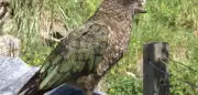 Neuseelands Kea-Papagei Bruce: Ohne Oberschnabel zum Alphamännchen aufgestiegen