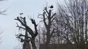 „Och, horch' doch mal, wie schön!“: Dorfstörche begeistern mit lautem Balzritual in der Uckermark