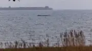 Ostsee-Drama: Gestrandeter Buckelwal atmet schwächer - Demonstranten stören Rettungsversuch