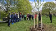 Parchim pflanzt Zitterpappel: Baum des Jahres 2026 als Symbol für Stadtklima