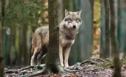 Pferde flüchten nachts im Landkreis Gifhorn – Wolf als Ursache vermutet