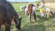 Pferdewanderungen in Halle: Kinder erkunden die Seebener Berge zu Fuß mit Pferdeherde