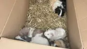 Polizei fahndet nach Tierquäler: 20 Meerschweinchen ohne Wasser und Futter ausgesetzt
