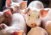 Porky Gröden Schweinezucht meldet Insolvenz an - Investor gesucht für Fortbestand