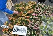 Potsdams Tulpenfest: Blütenpracht und holländische Traditionen locken Tausende