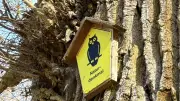 Premiere des Mecklenburger Eichentrails: Waldlauf für den Erhalt des Törber Holzes