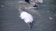 Prominente Rettungsaktion: Free-Willy-Experten fliegen ein, um gestrandeten Wal Timmy zu retten