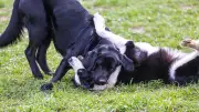 Quedlinburg plant erste Hundewiese: Oberbürgermeister kündigt konkrete Schritte an