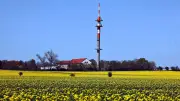 Rapsblüte in Halle: Leuchtendes Gelb erobert die Felder