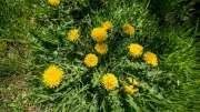 Rasenpflege: So besiegt man Unkraut im Rasen