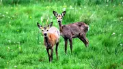 Rehwild in Vorpommern: 71 Tiere auf zwei Kilometern gesichtet - Muffelwild verschwunden