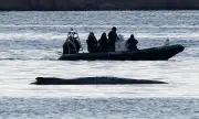 Rettungsversuch für gestrandeten Buckelwal vor Poel: Arbeiten gehen in die dritte Phase
