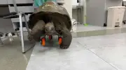 Riesenschildkröte bekommt Rollstuhl: Tierarzt rettet mit genialer Idee