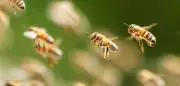 Riesiger Bienenschwarm versetzt Stadt Netivot in Israel in Aufregung