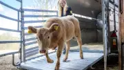 Rind Arielle entkommt dem Schlachthof: Herzergreifende Rettung auf Gnadenhof in Sachsen