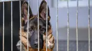 Rostocker Grünen fordern Hundesteuerbefreiung für Tierheim-Hunde: Drei Jahre Steuererlass geplant