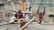 Rostocker Zoo: Sanierungen und neues Humboldteum geplant