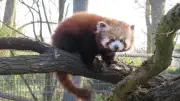 Roter Panda im Haffzoo Ueckermünde eingetroffen: Zweite Pandadame folgt diese Woche