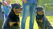 Rottweiler-Spezialschau in Aschersleben: 30 Teilnehmer bei Salzlandschau erwartet