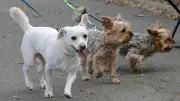 Sachsen-Anhalt-Tag in Bernburg: Wichtige Regeln für Hundebesitzer beim Landesfest