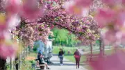 Sakura-Zauber in Sachsen-Anhalt: Kirschblüten-Hotspots entdecken