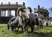 Schafe als tierische Gärtner: Weidetiere pflegen wieder den Park Sanssouci