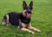 Schäferhund greift Besitzer an: Polizei muss Tier in Tangermünde erschießen