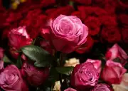 Schnittblumenabsatz in Deutschland bricht um 9,5 Prozent ein