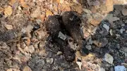 Schock-Fund am Settiner See: Scharfe Handgranaten am Badestrand entdeckt