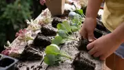 Schulgarten in Schwerin: Crowdfunding für Bühne im Grünen gestartet
