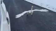 Schwan startet Rennen auf isländischer Landstraße: Neugieriger Vogel begleitet Autofahrer