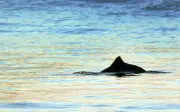 Schweinswale im Jadebusen: Frühlingszeit ist Whale-Watching-Zeit in Wilhelmshaven