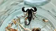 Skorpion auf Balkon entdeckt: Mann findet giftiges Tier im Holzhaufen