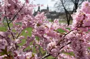 Sonnige Aussichten für Sachsen: Frostige Nächte, milde Tage