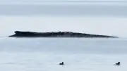 Spektakuläre Rettungsaktion für Ostsee-Wal: Privatinitiative erhält grünes Licht für Transport in den Atlantik